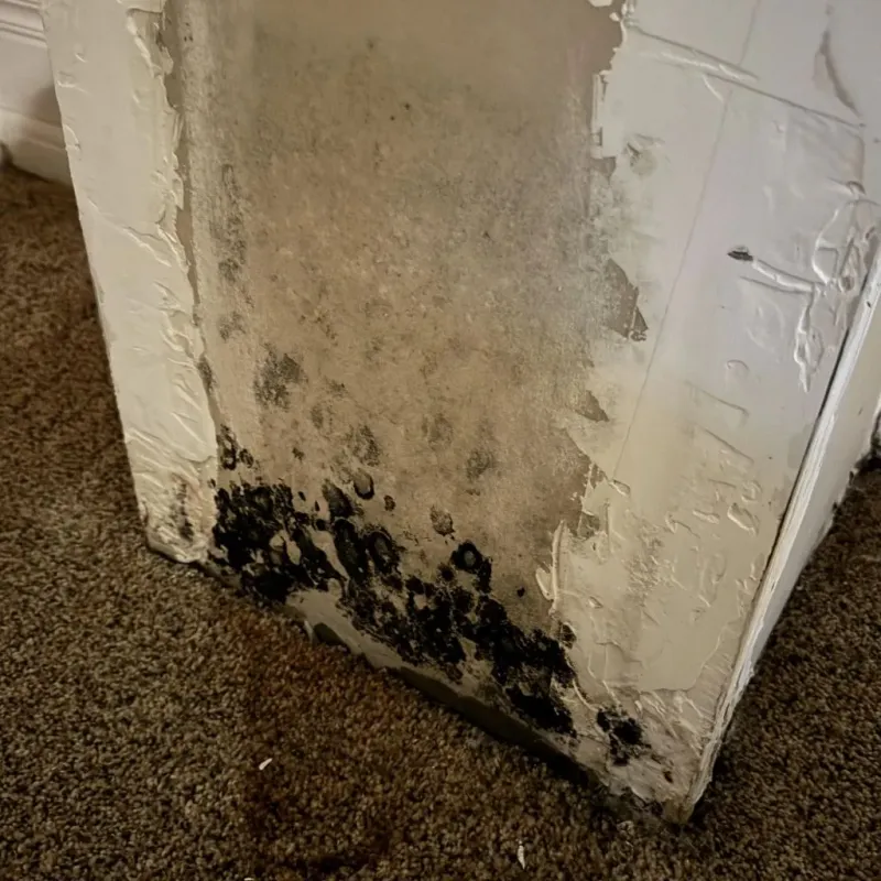 Professional Mold Removal in Carmel, IN